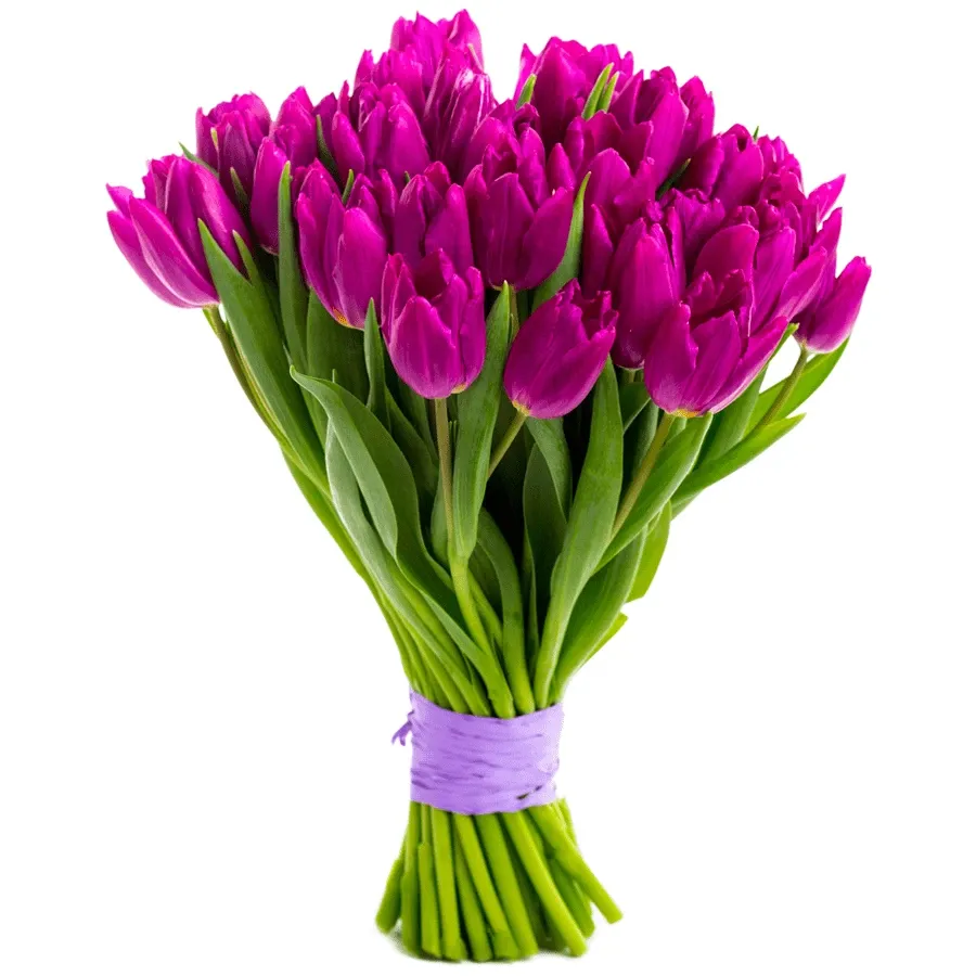 Тюльпаны Фиолетовые